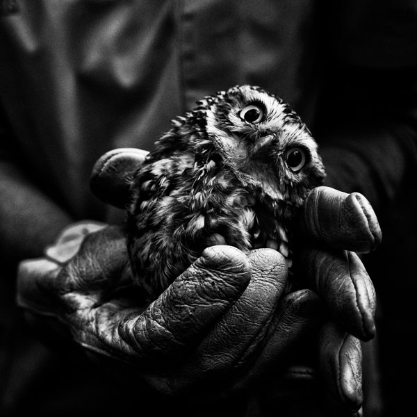 Geraldine Villemain Serie whispers Les Photographiques