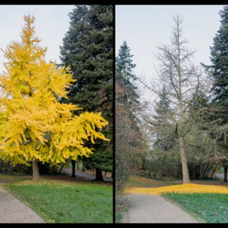 Héliogravure Contemporaine, la photographie gravée. ESBA TALM